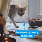 Элина Тихомирова