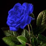 Любовь Серебренникова