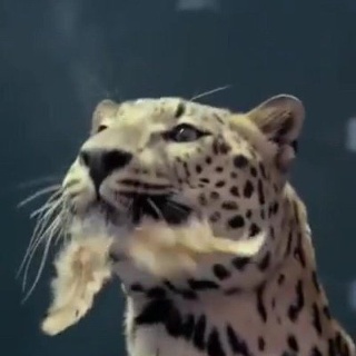 Андрей Андреев