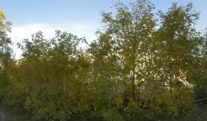 Фотография Impala 96 2